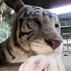 Icamna Profile K. Mulvihill