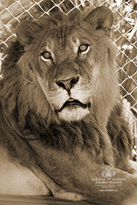 akichita0375-mark-sepia