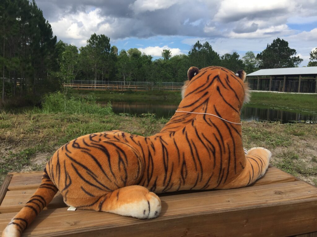 A large plush tiger is lying on a wooden bench outdoors, facing a small pond and trees under a cloudy sky.