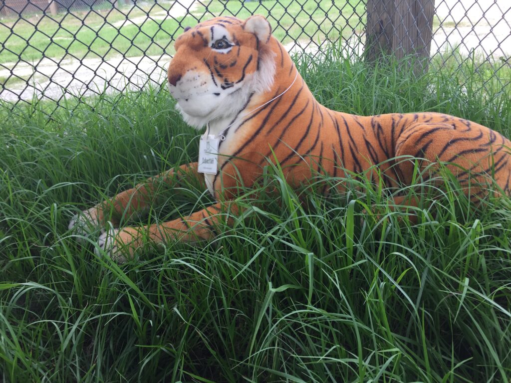 A plush tiger toy with a collar and tag lies in tall grass near a chain-link fence.