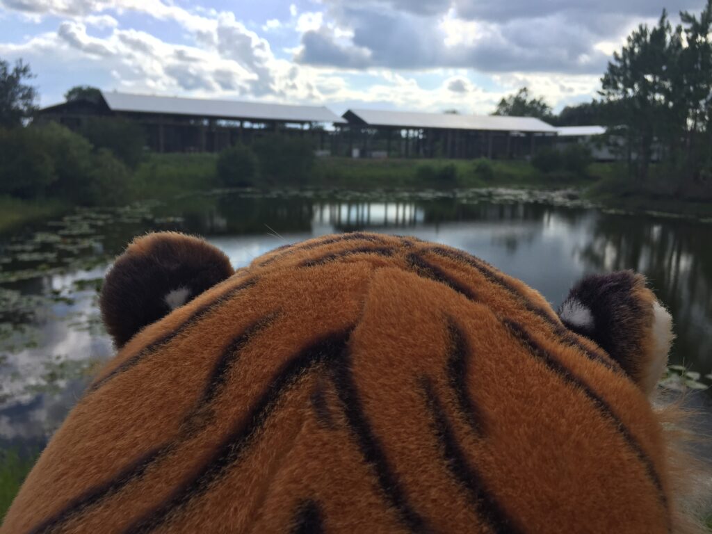 A plush tiger head is in the foreground facing a pond with lily pads and a large wooden structure in the background under a cloudy sky.