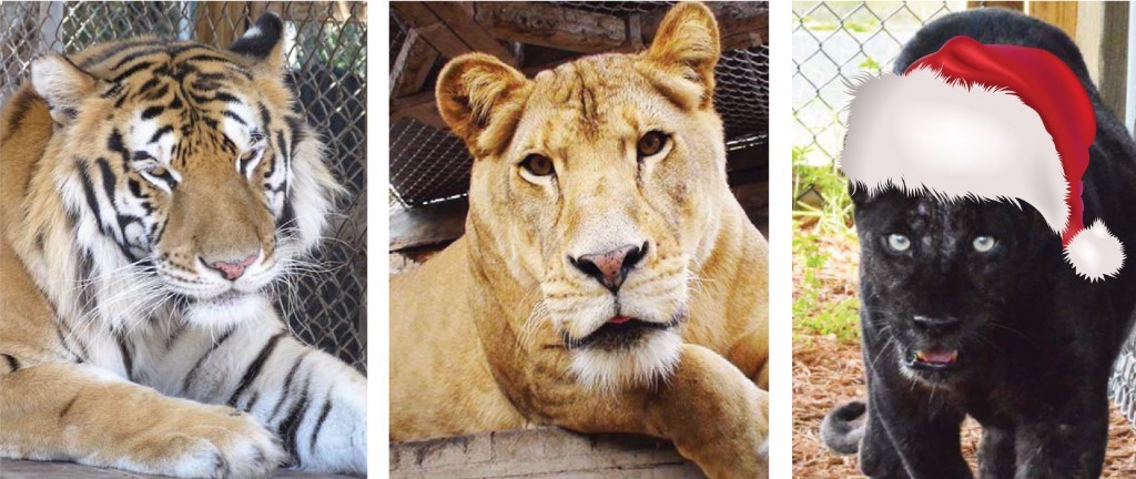Three big cats behind fences: a tiger on the left, a lion in the center, and a black panther on the right wearing a red and white Santa hat.