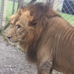 A male lion with a full mane stands near a chain-link fence on gravel, showing a dark patch on its front leg.