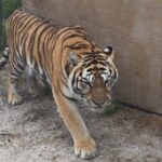 A tiger walks on a dirt path next to a wooden shelter and a fenced enclosure.