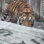A Bengal tiger crouches low behind a concrete barrier, staring forward with its ears alert. A chain-link fence and wooden panels are visible in the background.