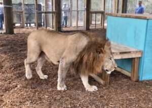 A lion with a full mane walks beside a wooden structure inside an enclosed area with people standing outside the fence.