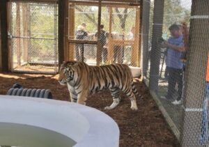 A tiger stands on the ground inside a fenced enclosure, while several people observe from outside the fence in the background.