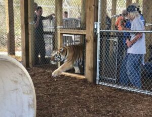 A tiger walks through a small opening in a chain-link fence enclosure, while several people stand outside the enclosure observing.