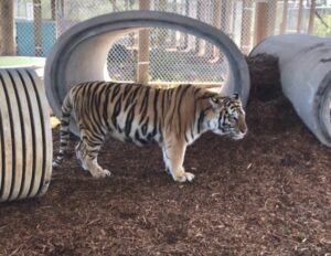 A tiger stands on wood chips next to large concrete pipes in an outdoor enclosure with a chain-link fence.