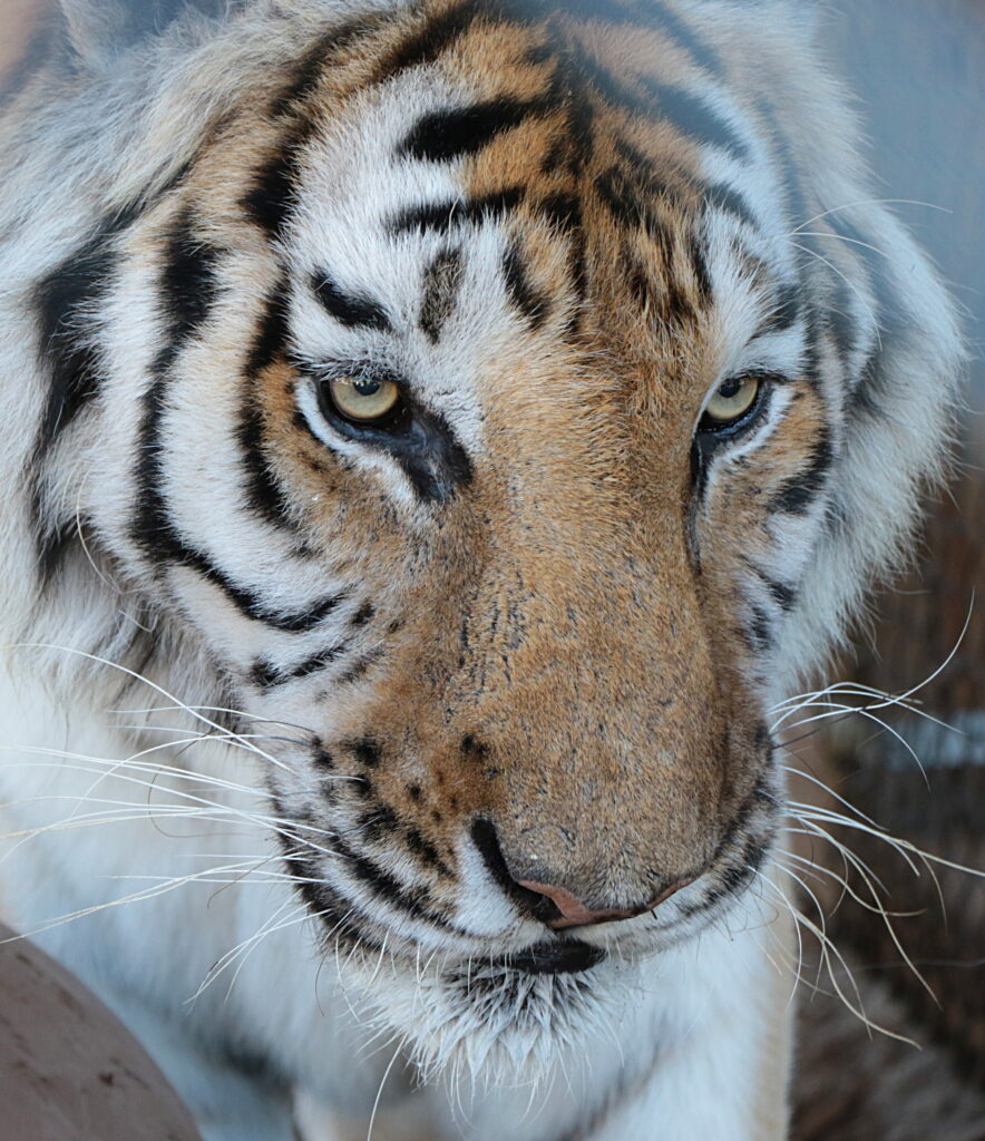 Close-up of a tiger’s face showing its distinctive orange fur, black stripes, white markings, and intense gaze.