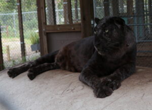 A black jaguar with dark fur lies stretched out on a large rock inside an enclosure with metal fencing and wooden beams.