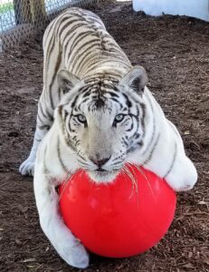 A white tiger rests its front legs and head on a large red ball, looking directly at the camera inside an enclosed outdoor area.