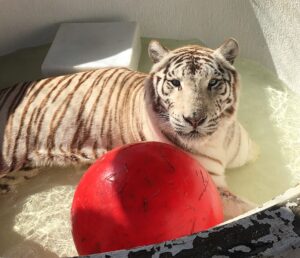 A white tiger lies in shallow water next to a large red ball, looking toward the camera. Sunlight casts shadows across its body.