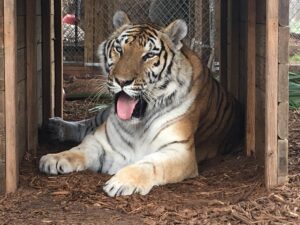 A tiger with its mouth open lies on mulch inside a wooden shelter, with a chain-link fence visible in the background.