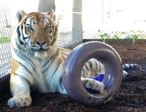 A tiger lies on the ground beside a chain-link fence, resting one paw on a large purple plastic ring toy.