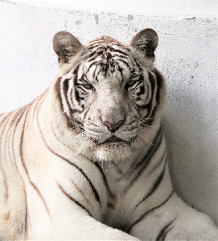 A white tiger with dark stripes sits against a white wall, looking directly at the camera.