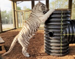 A white tiger stands on its hind legs with its front paws on a large black plastic pipe in an enclosure.