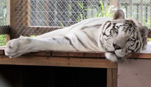 A white tiger with dark stripes lies on a wooden platform, resting its head and extending one paw, with a chain-link fence and greenery in the background.