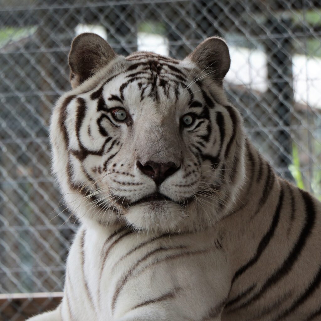 A white tiger with blue eyes and dark stripes sits in front of a chain-link fence, looking directly at the camera.