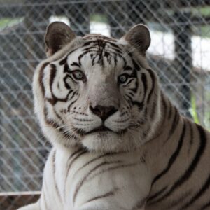 A white tiger with blue eyes and dark stripes sits in front of a chain-link fence, looking directly at the camera.