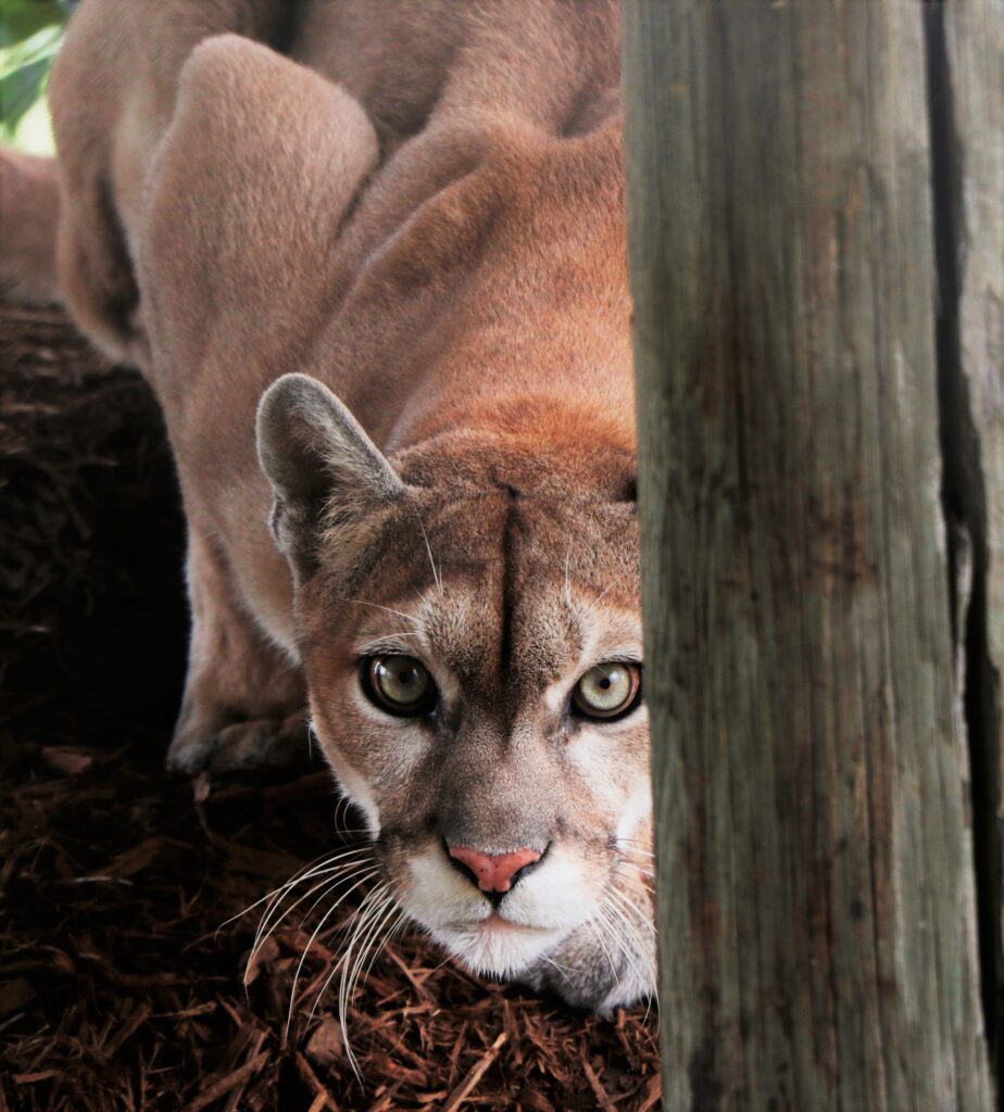 A cougar crouches low to the ground, staring forward with intense eyes; half its face is partially obscured by a wooden post in the foreground.