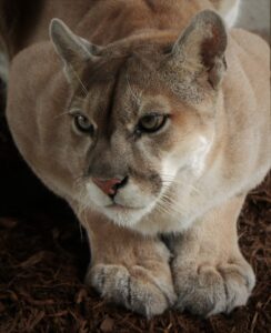 A close-up of a cougar crouching on a bed of brown mulch, looking intently to the side.