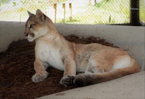 A cougar lies on a pile of mulch in an enclosed area, looking to the left.