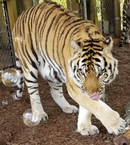A tiger walks on mulch in an enclosure, licking its nose. Bubbles float in the foreground near the tiger's face.