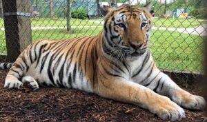 A Bengal tiger with orange fur and black stripes lies on the ground inside a fenced enclosure on mulch, with grass and trees in the background.