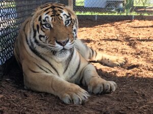A tiger with orange fur and black stripes is lying on the ground near a chain-link fence, resting in a shaded area.