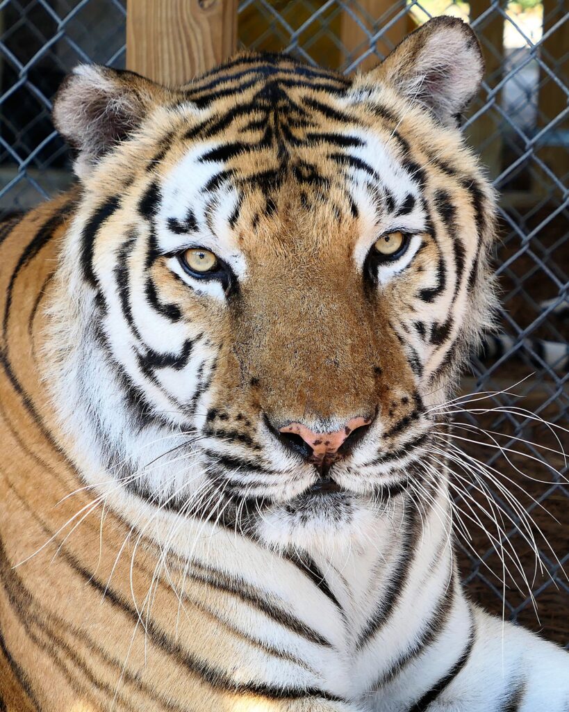 A close-up of a tiger lying down, looking directly at the camera, with a chain-link fence in the background.