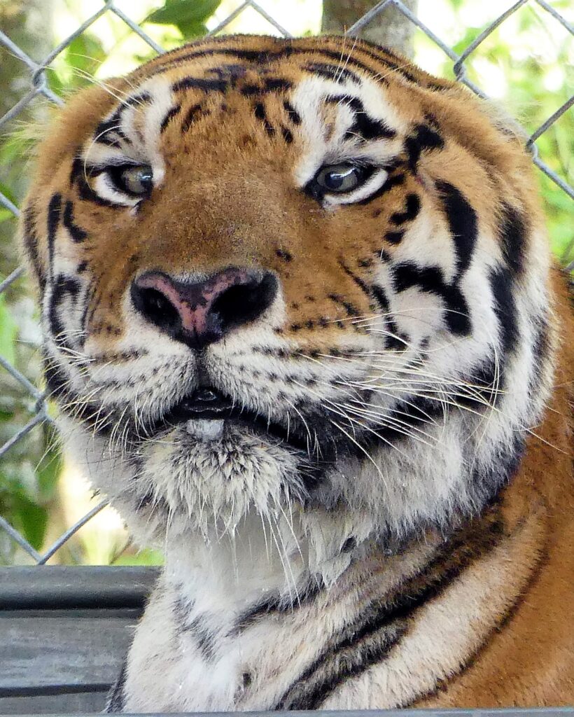 Close-up of a tiger's face with striped fur, visible whiskers, and a chain-link fence in the background.