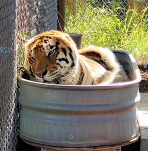 A tiger is lying in a large metal tub filled with water near a wire fence, appearing relaxed and partially submerged.