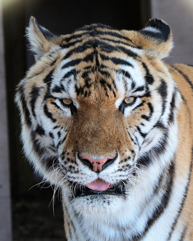 Close-up of a tiger facing the camera with its mouth slightly open and its tongue partially out.