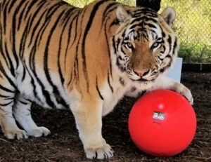 A tiger stands on mulch with one paw resting on a large red ball, looking directly at the camera.
