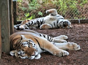 Two tigers are lying on the ground; one is resting with its head up, and the other is lying on its back with its paws in the air near a chain-link fence and plants.