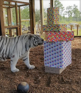 A white tiger approaches a tall stack of colorful gift-wrapped boxes inside an enclosed outdoor area.