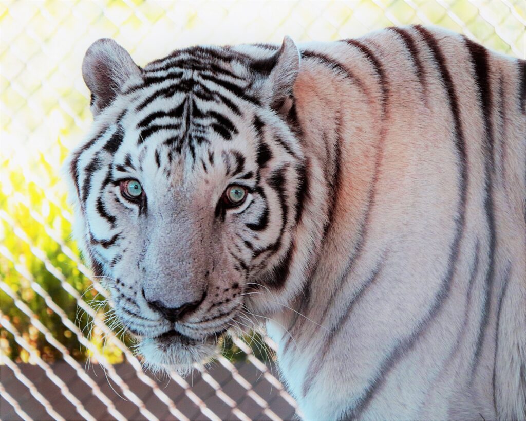 A white tiger with blue eyes and black stripes stands in front of a chain-link fence, looking directly at the camera.