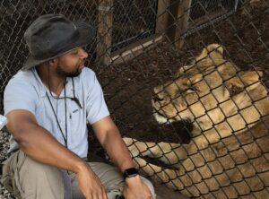 A man in outdoor clothing and a hat sits next to a lion, separated by a chain-link fence, both looking at each other.