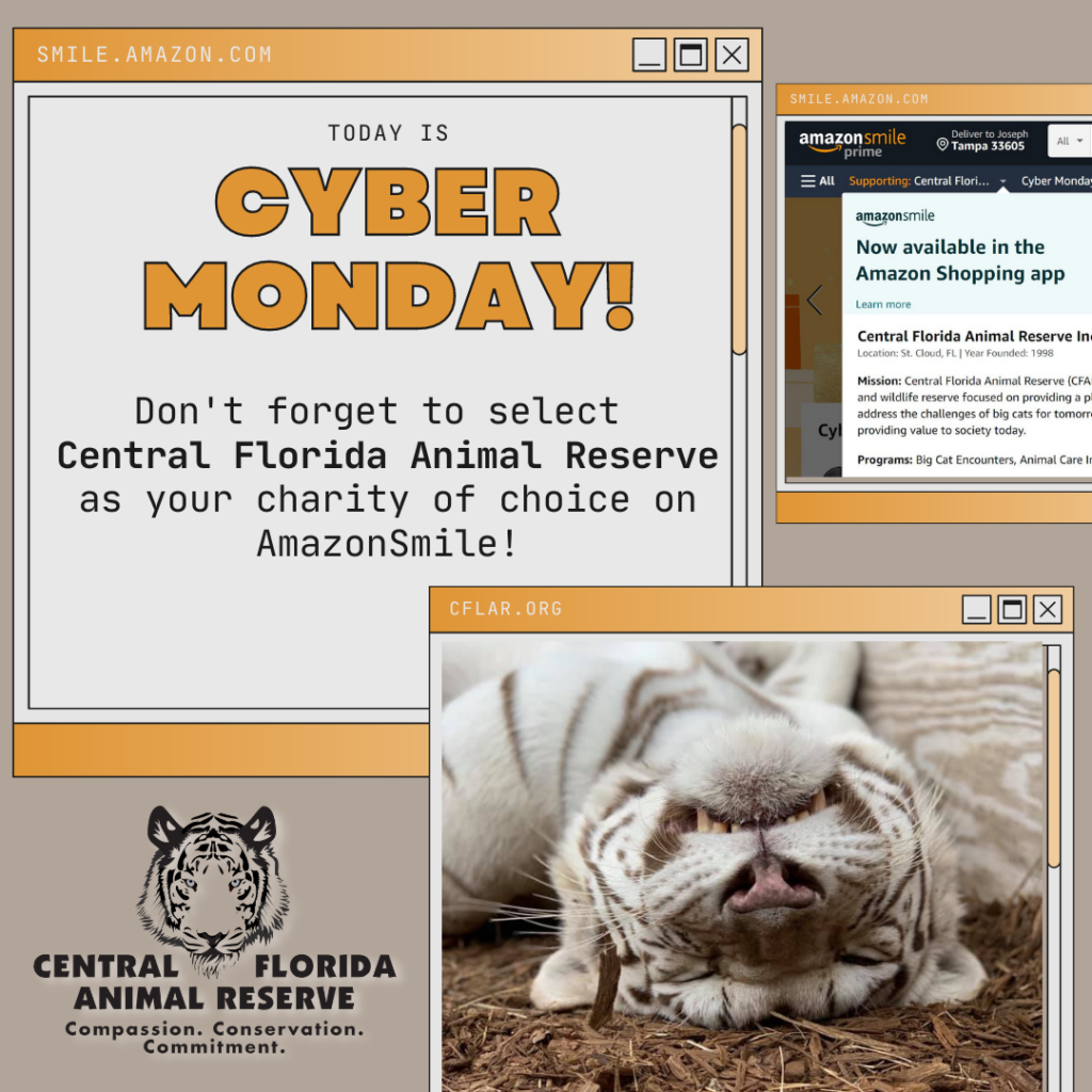 Graphic promoting Central Florida Animal Reserve for AmazonSmile Cyber Monday, featuring a sleeping white tiger and AmazonSmile instructions. Central Florida Animal Reserve logo appears at the bottom.