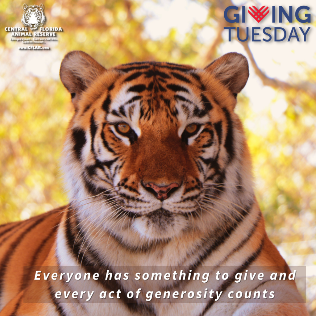 A tiger rests outdoors next to the Central Florida Animal Reserve logo, with a Giving Tuesday logo and the text, "Everyone has something to give and every act of generosity counts.