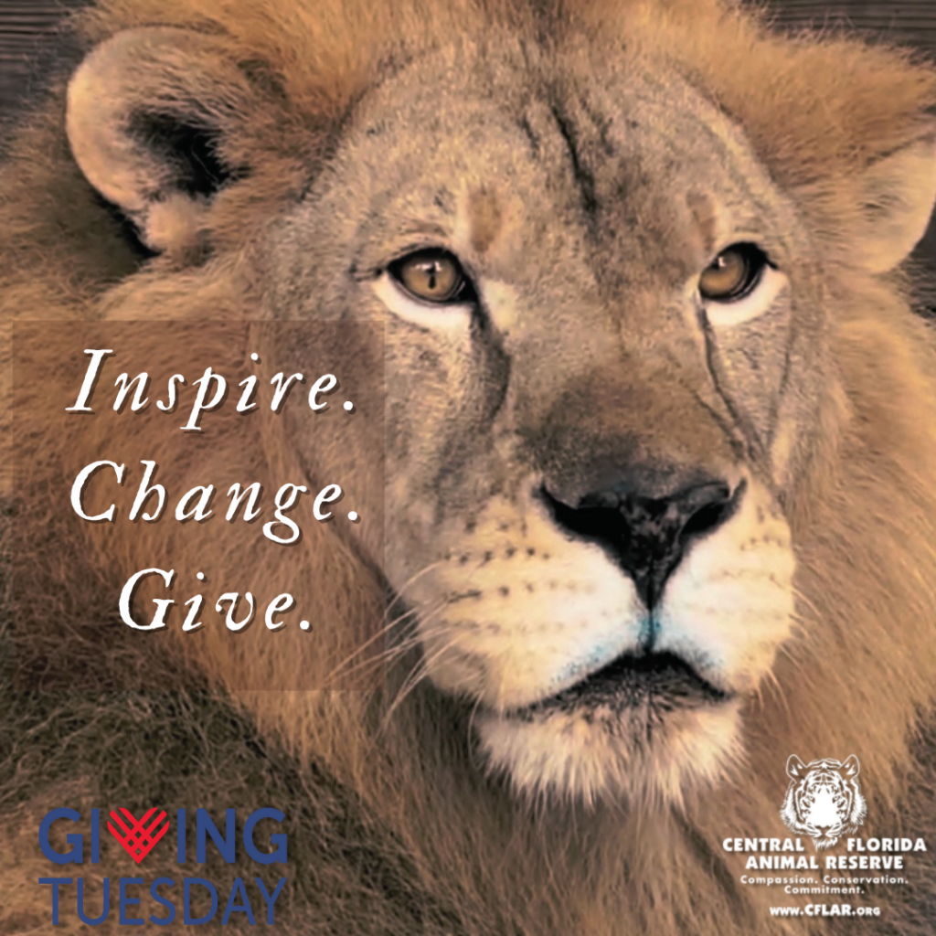 Close-up of a lion’s face with the text “Inspire. Change. Give.” and logos for Giving Tuesday and Central Florida Animal Reserve.