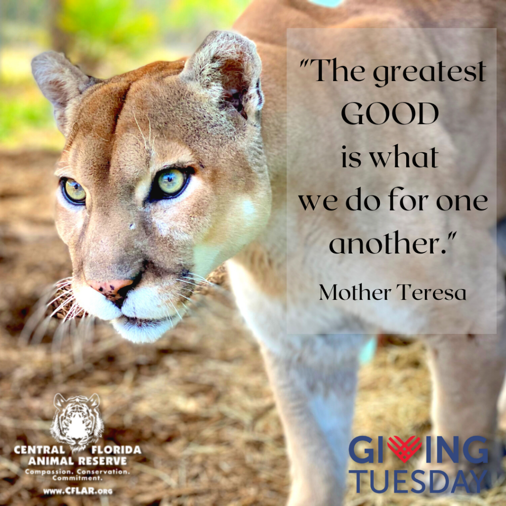 A close-up of a puma with a quote by Mother Teresa about doing good for others, and logos for Central Florida Animal Reserve and Giving Tuesday.