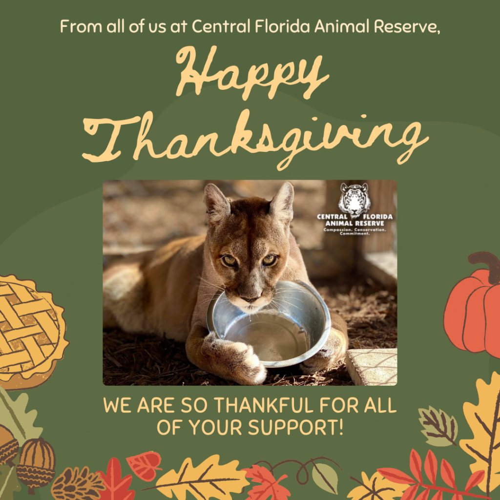 A Florida panther drinks from a metal bowl. Text reads: "Happy Thanksgiving. We are so thankful for all of your support! Central Florida Animal Reserve.