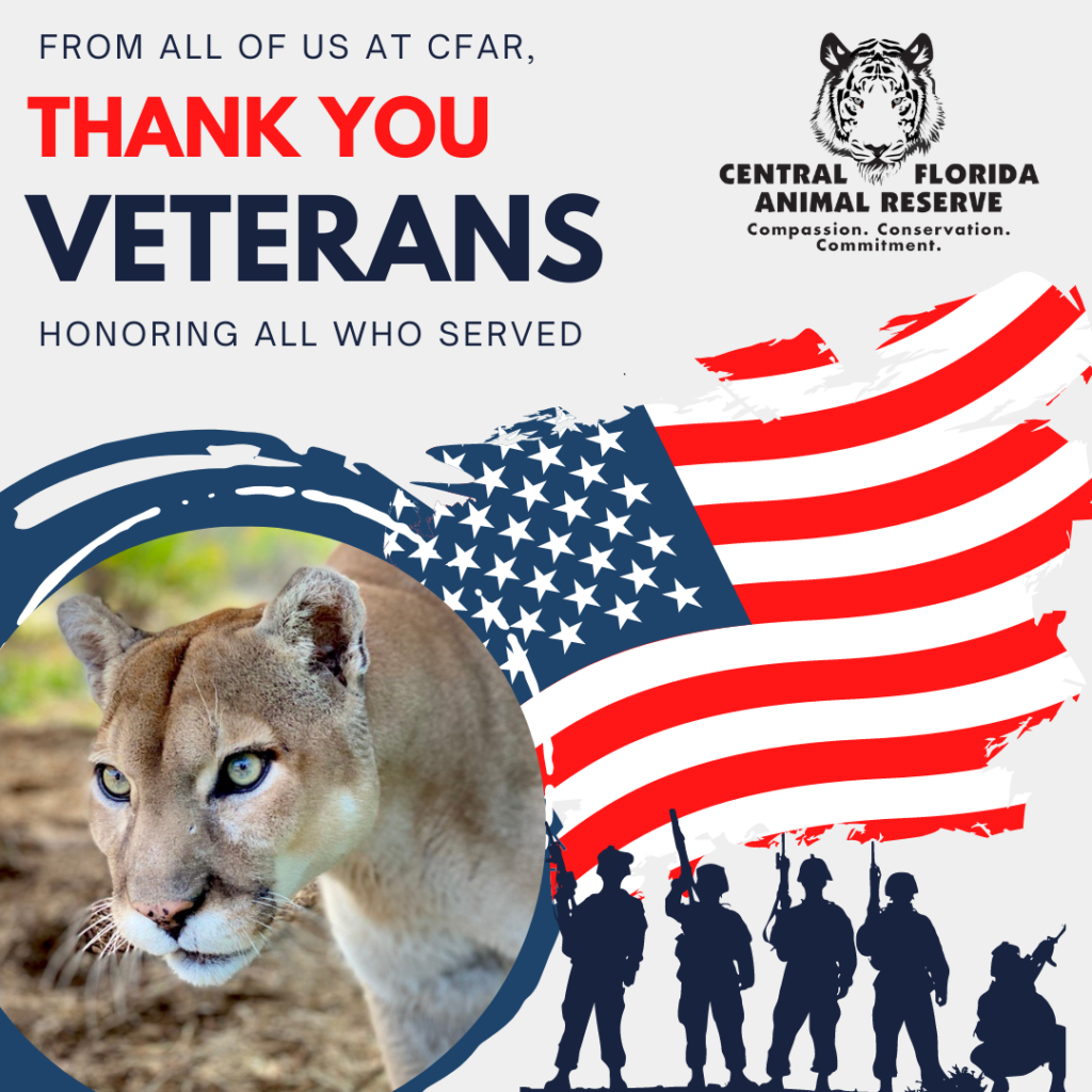 A Veteran's Day graphic with "Thank You Veterans" text, an American flag, a cougar's photo, soldier silhouettes, and the Central Florida Animal Reserve logo.