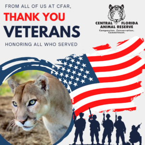 A Veteran's Day graphic with "Thank You Veterans" text, an American flag, a cougar's photo, soldier silhouettes, and the Central Florida Animal Reserve logo.