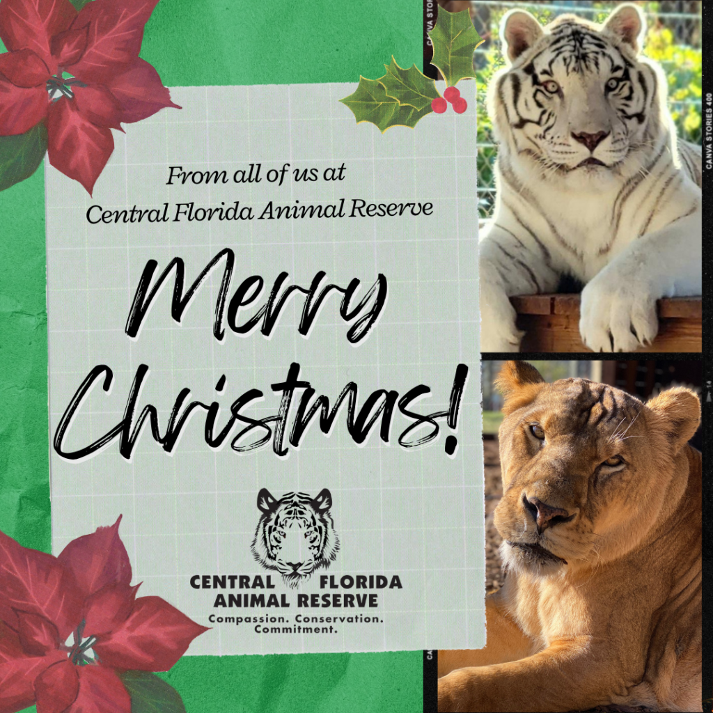 Holiday card from Central Florida Animal Reserve featuring a white tiger and a lion with the message "Merry Christmas!" and poinsettia decorations.