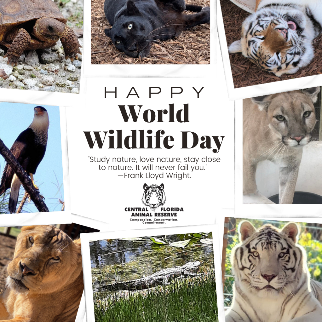 A collage of various animals, including big cats, a tortoise, a bird, and an alligator, surrounds a message celebrating World Wildlife Day with a quote by Frank Lloyd Wright.