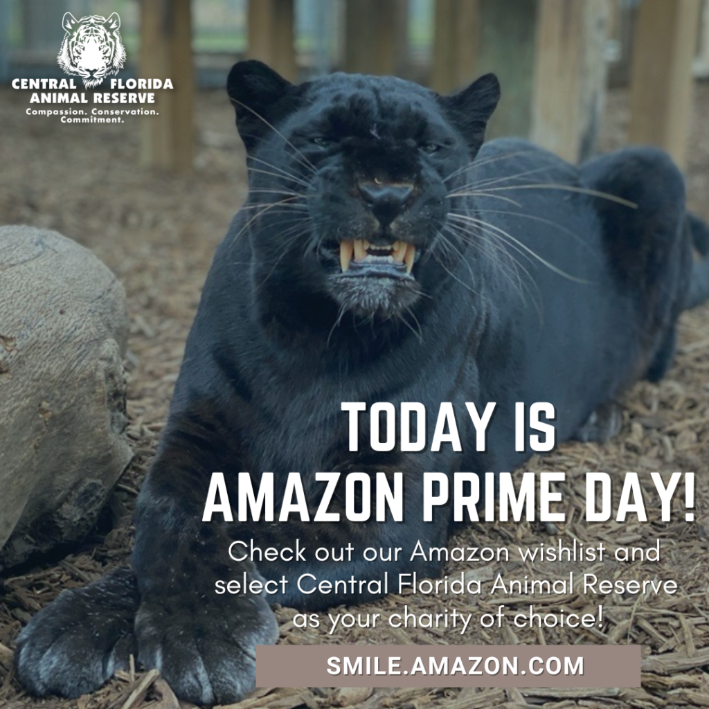 A black panther lays on the ground with teeth bared; Central Florida Animal Reserve promotes Amazon Prime Day donations in text overlay.