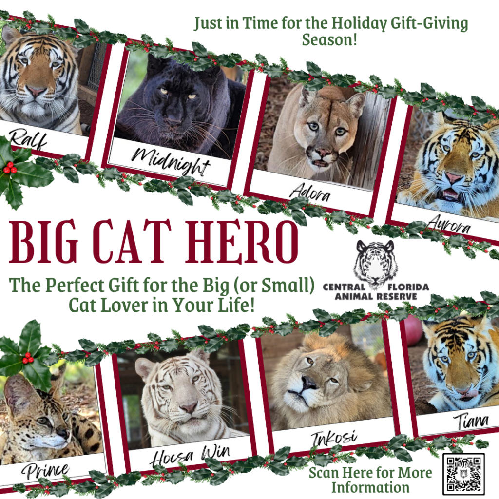 A promotional graphic for the "Big Cat Hero" gift program by Central Florida Animal Reserve, featuring photos and names of seven big cats bordered with holiday greenery.